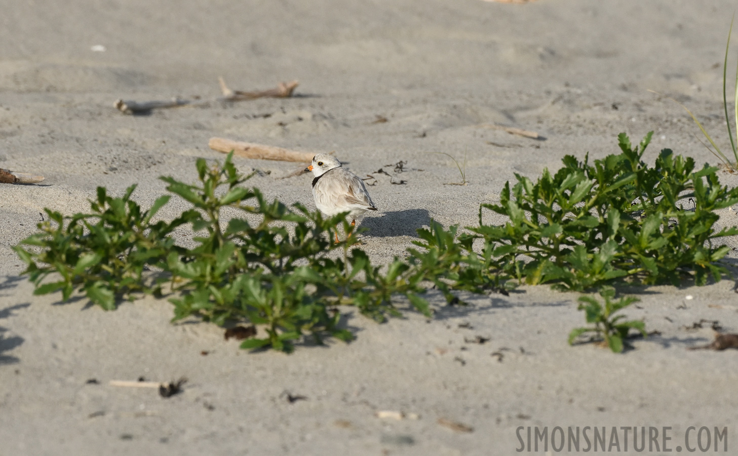 Charadrius melodus [400 mm, 1/6400 Sek. bei f / 8.0, ISO 1600]